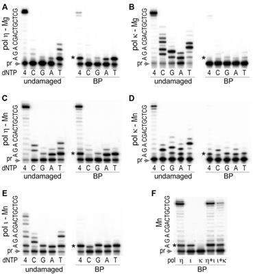 Corrigendum: Identification and Characterization of Thermostable Y-Family DNA Polymerases η, ι, κ and Rev1 From a Lower Eukaryote, Thermomyces lanuginosus